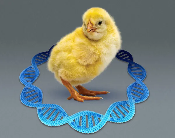 Chick and DNA strand