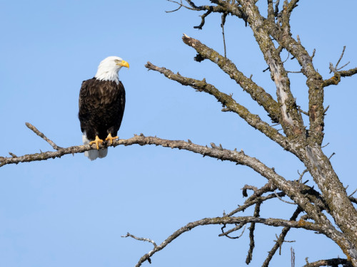 Bald eagle perched on tree branch