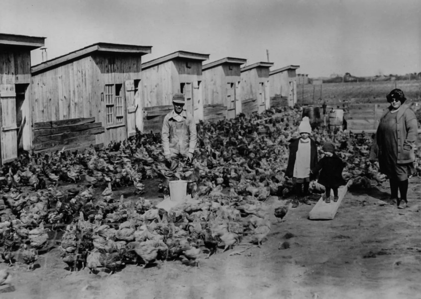 Archive image of Cecile Steele's chickens, houses and workers, National Archives